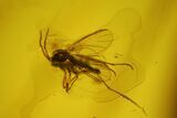 Four Fossil Flies (Diptera) In Baltic Amber - Jewelry Quality #128357-3